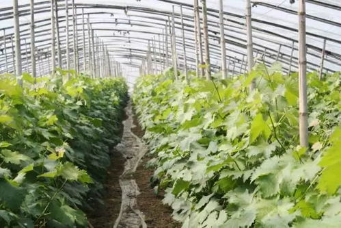 大棚葡萄各時期控溫要點 完全版