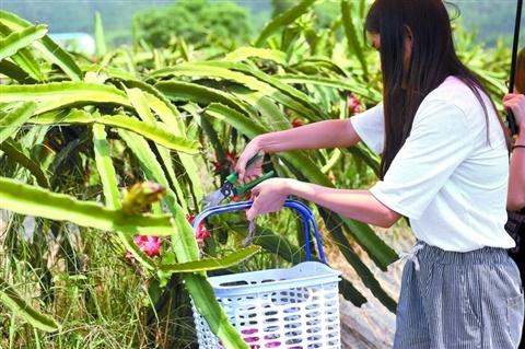 如何布局觀光休閑農(nóng)業(yè) 后園這幾點(diǎn)原則要掌握