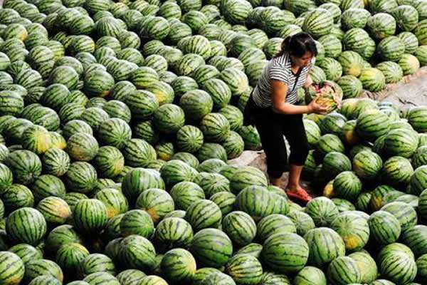 農產品滯銷令人心痛,產地無人問津 銷售地鳳毛麟角,怎么辦