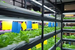 溫室花園農(nóng)場餐廳