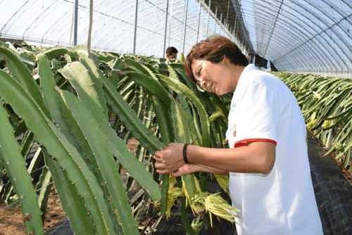 陜西閻良 為鄉(xiāng)村振興奠定產(chǎn)業(yè)基礎(chǔ)